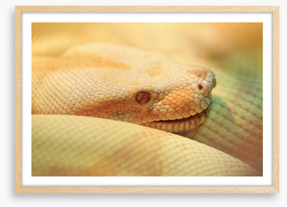Reptiles / Amphibian