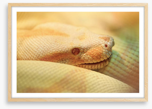 Reptiles / Amphibian