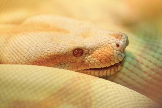 Reptiles / Amphibian