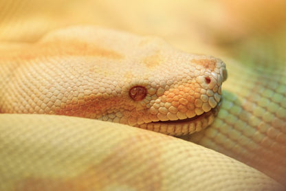 Reptiles / Amphibian