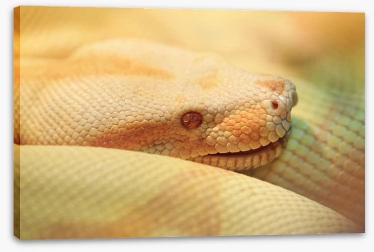 Reptiles / Amphibian