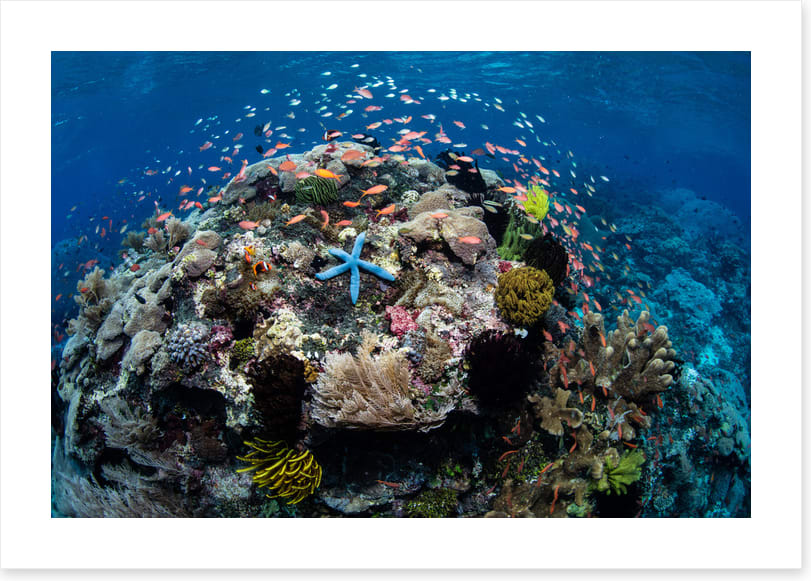 Around the starfish