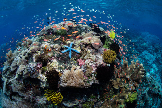 Around the starfish