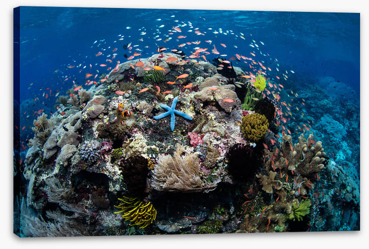 Around the starfish