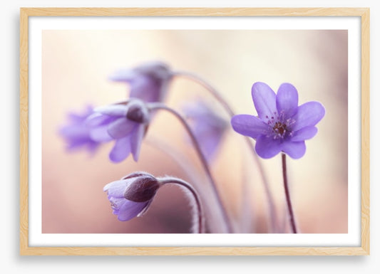 Perfectly purple