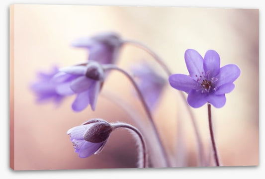 Perfectly purple