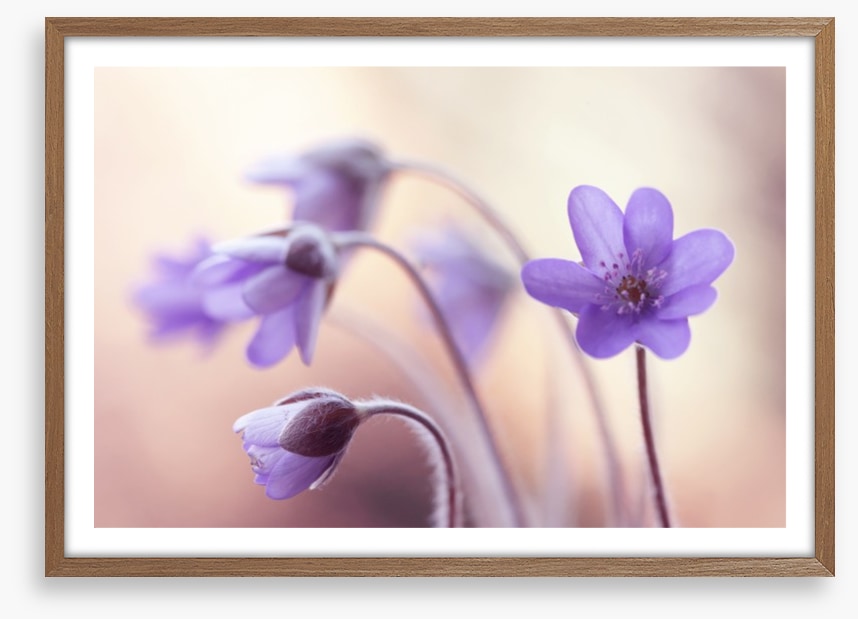 Perfectly purple