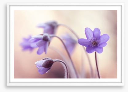 Perfectly purple