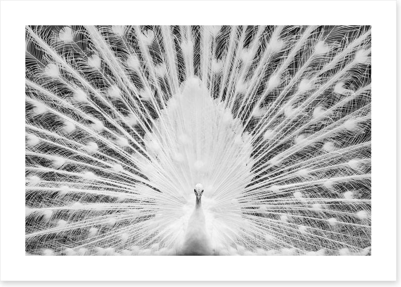 The white peacock