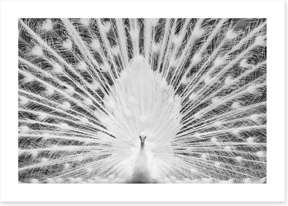The white peacock
