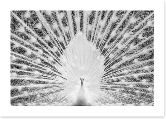 The white peacock