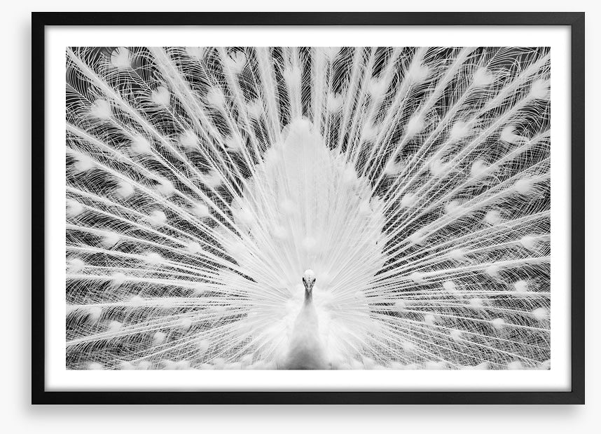The white peacock