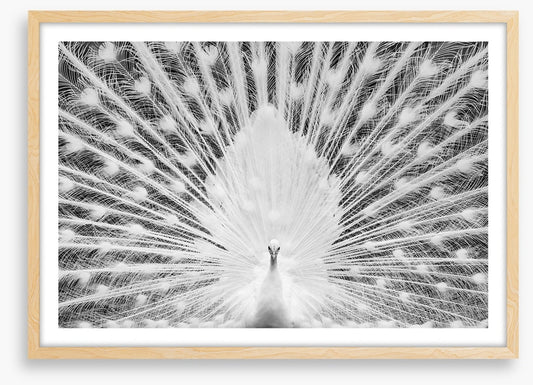 The white peacock