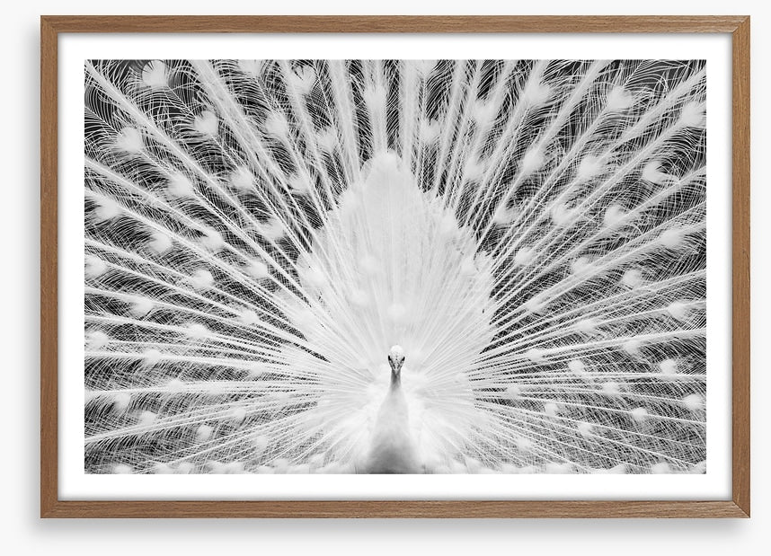 The white peacock