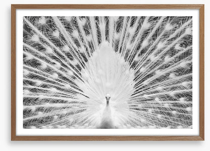 The white peacock