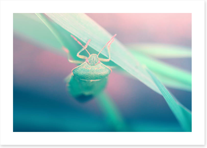 Insects