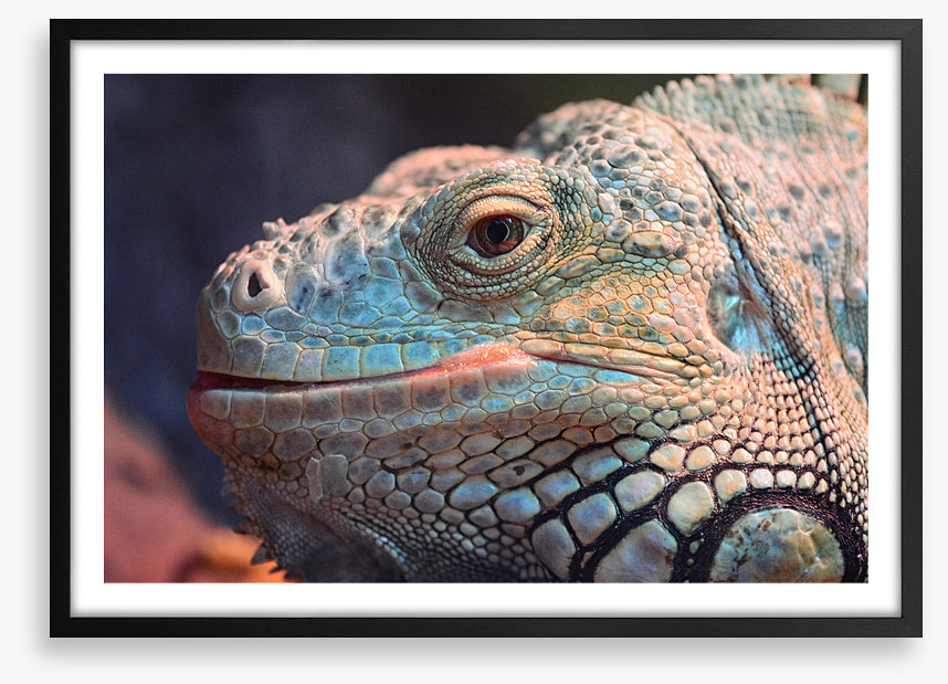 Reptiles / Amphibian