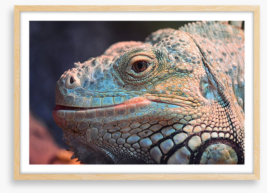Reptiles / Amphibian