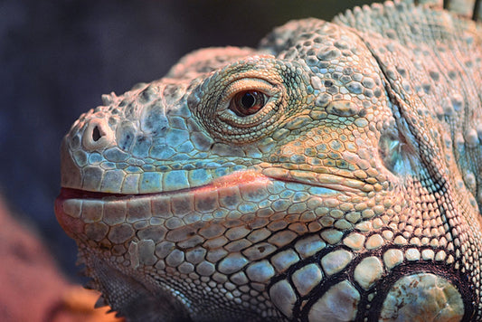 Reptiles / Amphibian