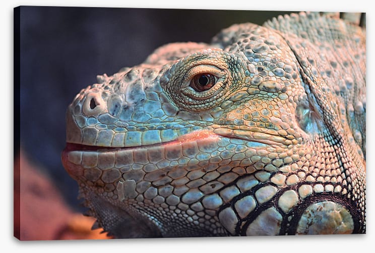 Reptiles / Amphibian