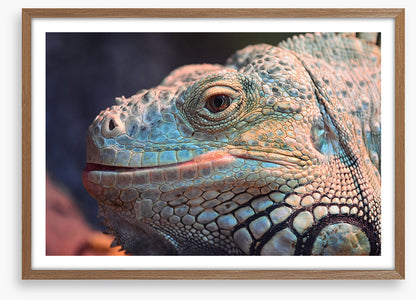 Reptiles / Amphibian
