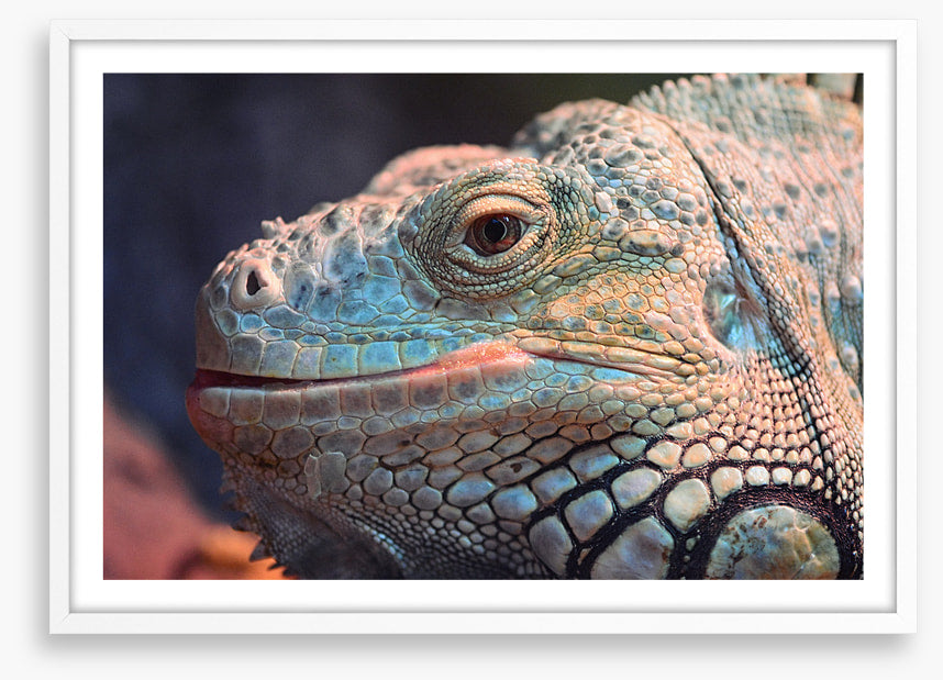 Reptiles / Amphibian