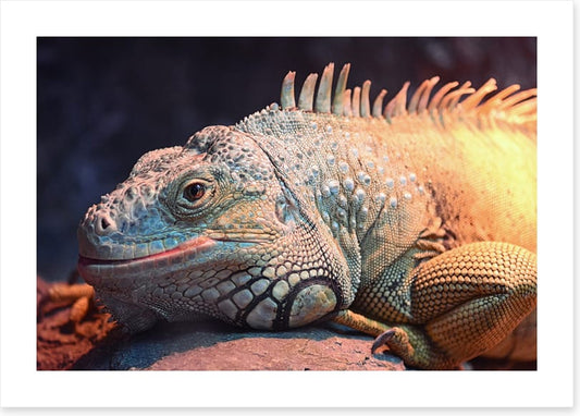 Happy iguana
