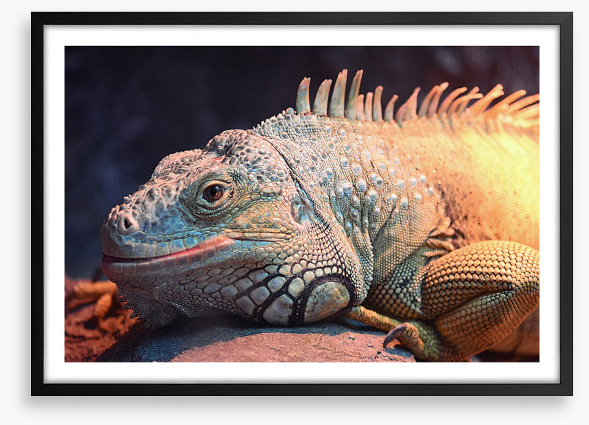 Happy iguana
