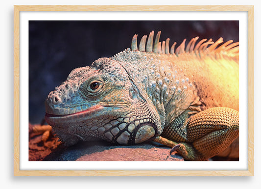 Happy iguana