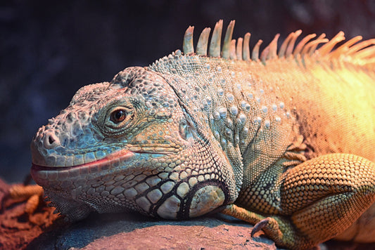 Happy iguana