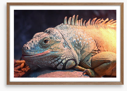 Happy iguana