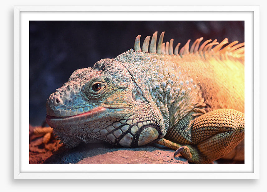 Happy iguana