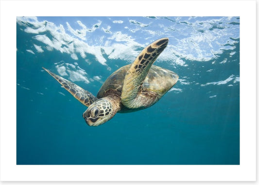 Turtle dive