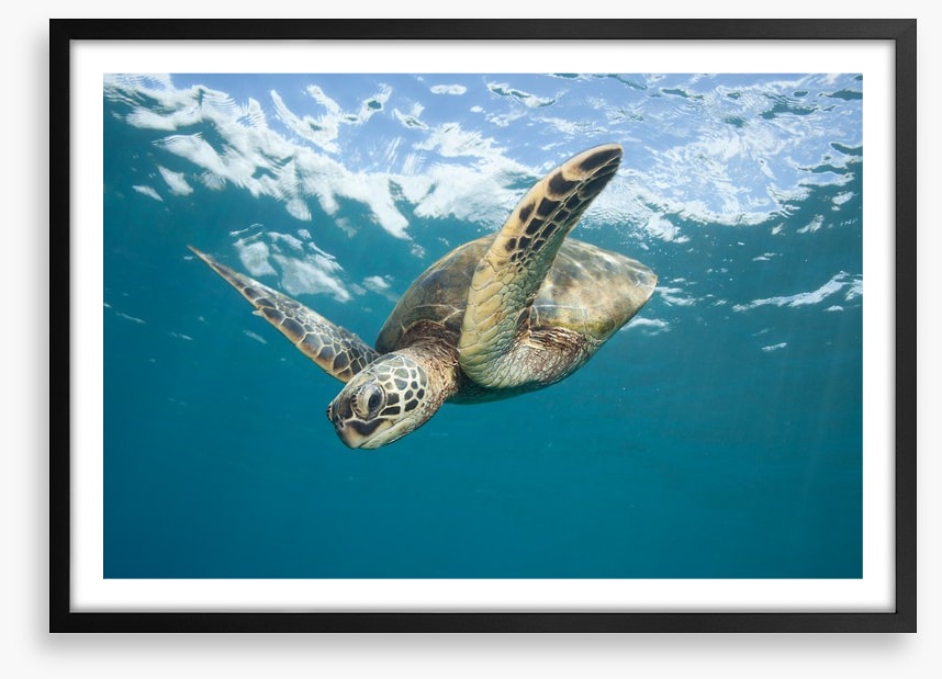 Turtle dive