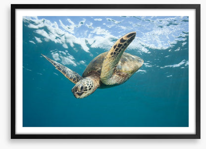 Turtle dive