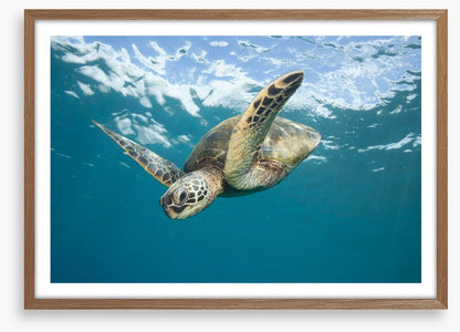 Turtle dive