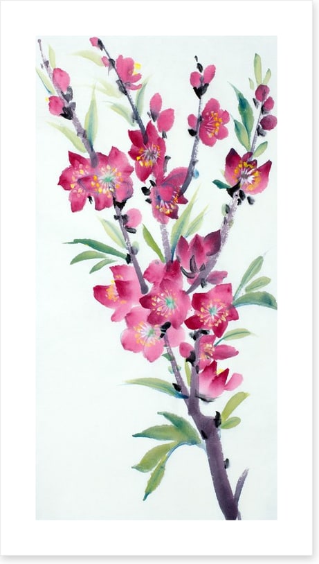 Pink peach blossom