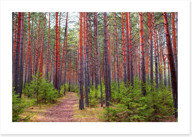 Redwood greens