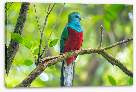 Birds