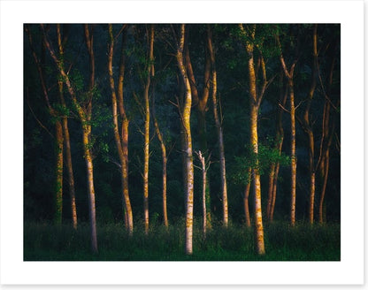 Trees of light