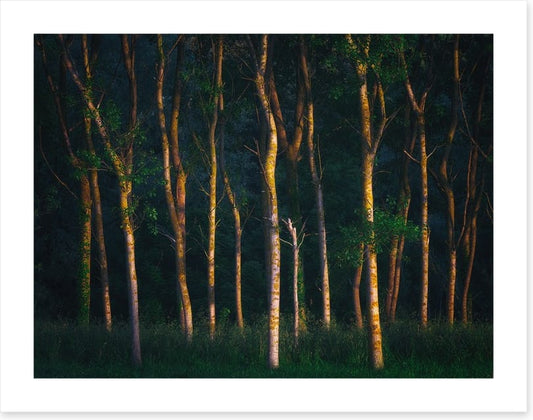 Trees of light