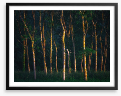 Trees of light