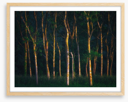 Trees of light