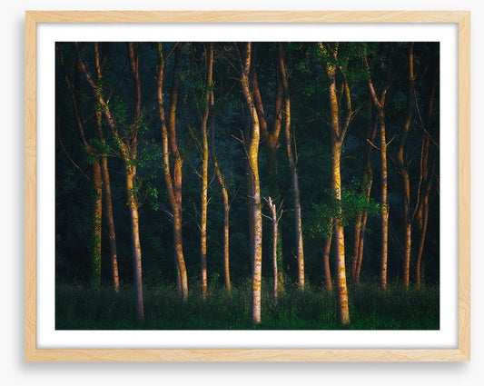 Trees of light