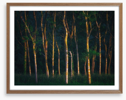 Trees of light