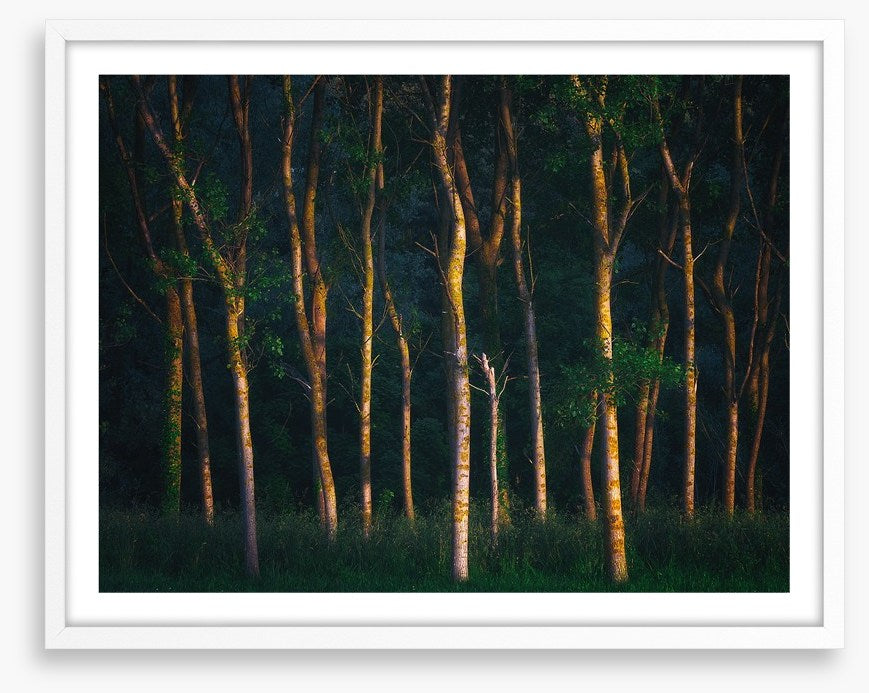 Trees of light