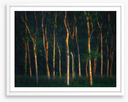 Trees of light