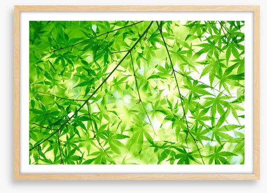 Leaves