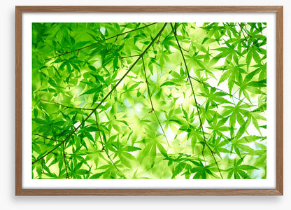 Leaves