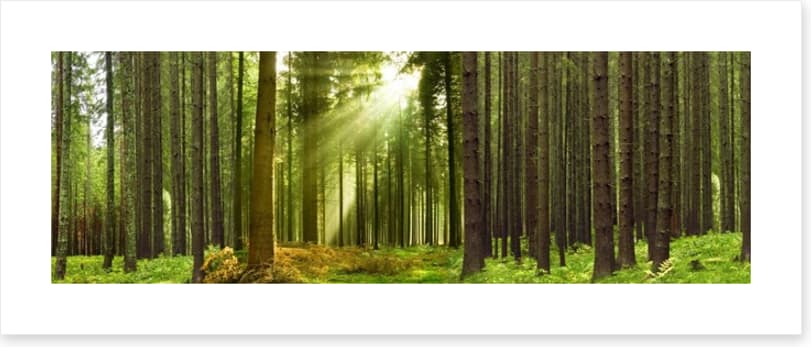 Sunlight forest panorama